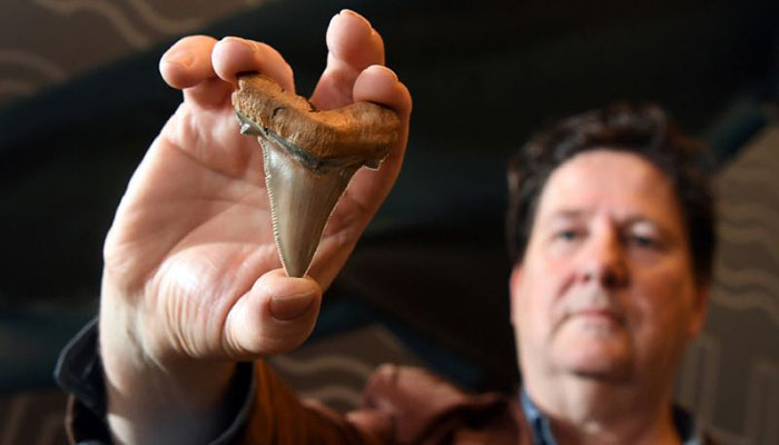 Rare teeth from ancient mega-shark found on Australia beach