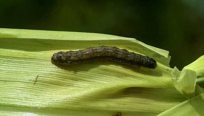 Crop-destroying caterpillar detected in Asia