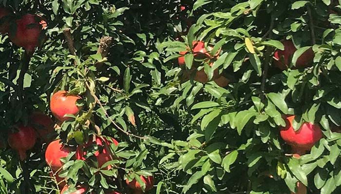 Pomegranate orchards continue to bear fruit in Swat