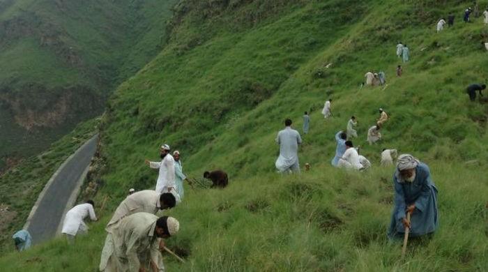 Volunteers plant 150,000 trees in parts of District Buner 