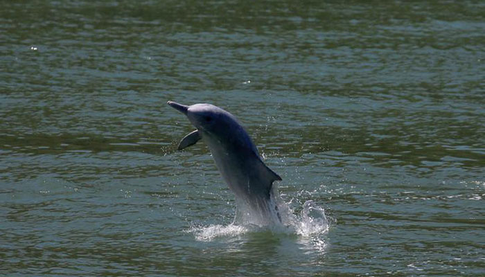 'Devastating' dolphin loss in Florida red tide disaster