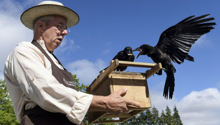 Rubbish-collecting crows a star attraction at French theme park