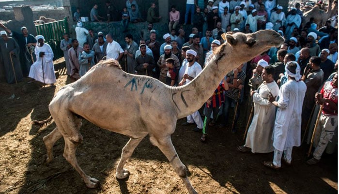 Cairo looks to curb street slaughter of animals on Eid-ul-Azha