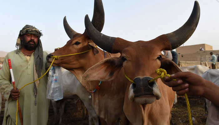 Another case of Congo virus reported in Karachi