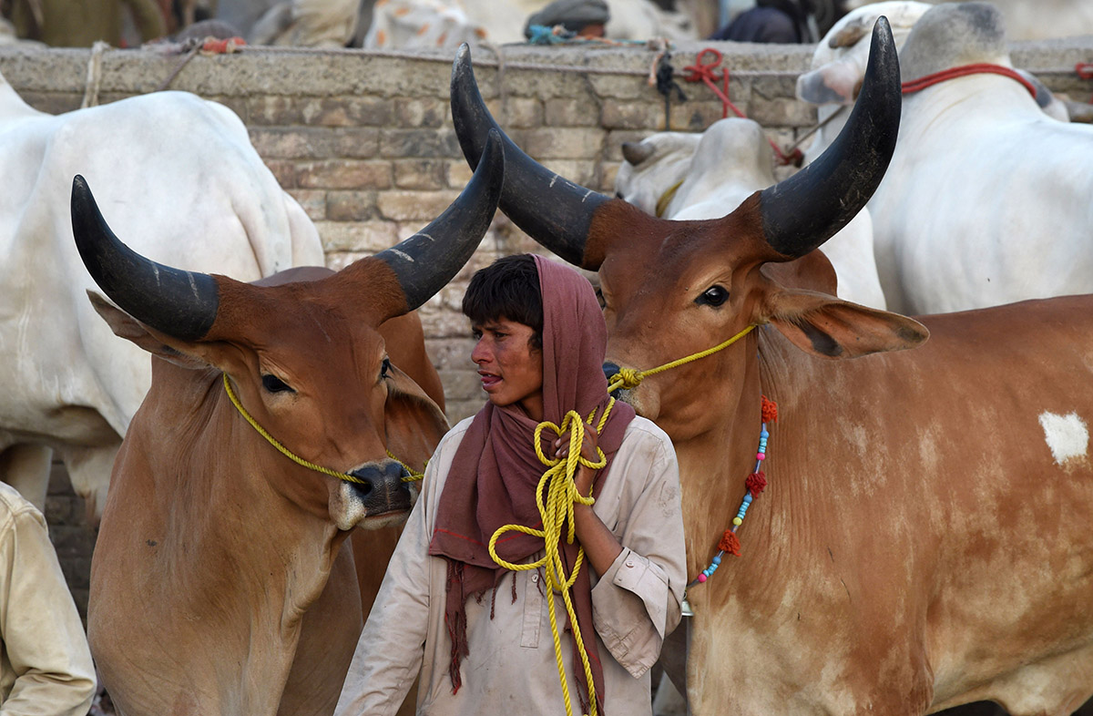 In pictures: Sacrificial animals around the world
