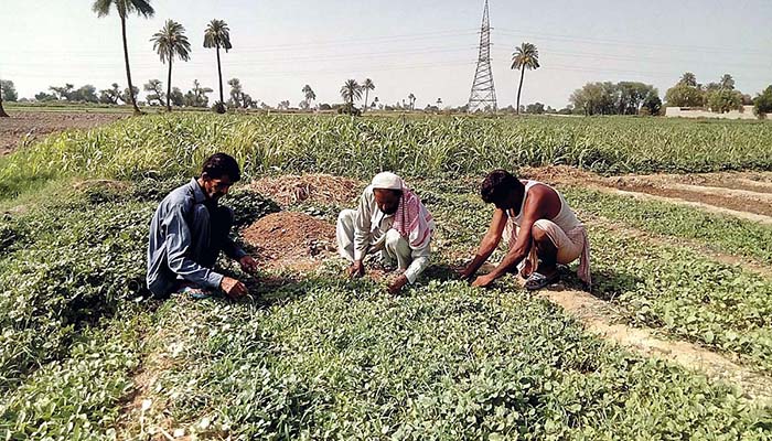 Can Naya Pakistan uplift the rural poor?