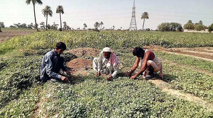 Can Naya Pakistan uplift the rural poor? Can Naya Pakistan uplift the rural poor?
