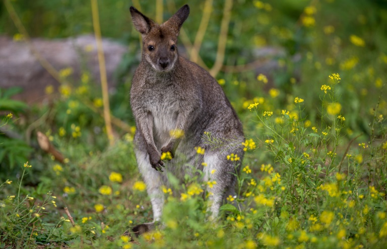 Kangaroo on the loose in Austria