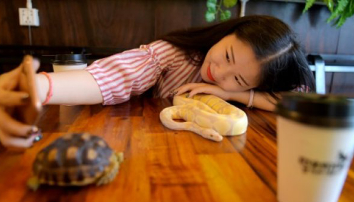 Cambodian reptile cafe slithers into people’s hearts