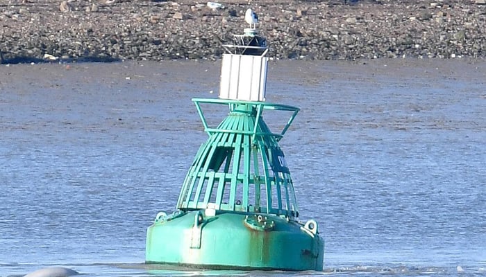 'Beluga whale' spotted in River Thames near London