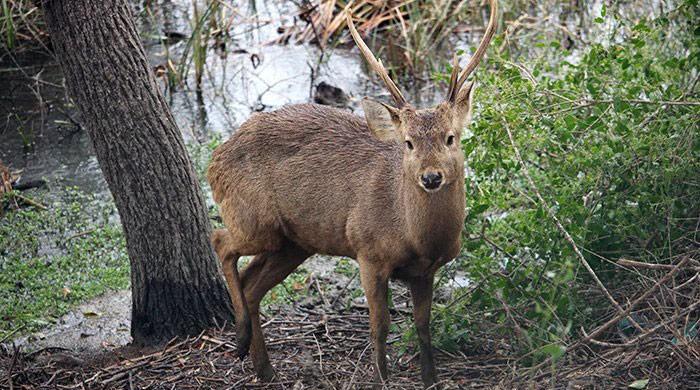 Sindh wildlife at risk due to drought 