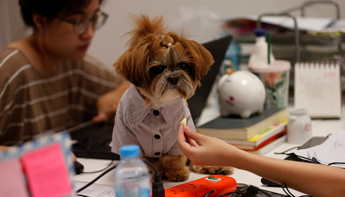 Putting on the dog - Thai ad agency employees bring pets to work