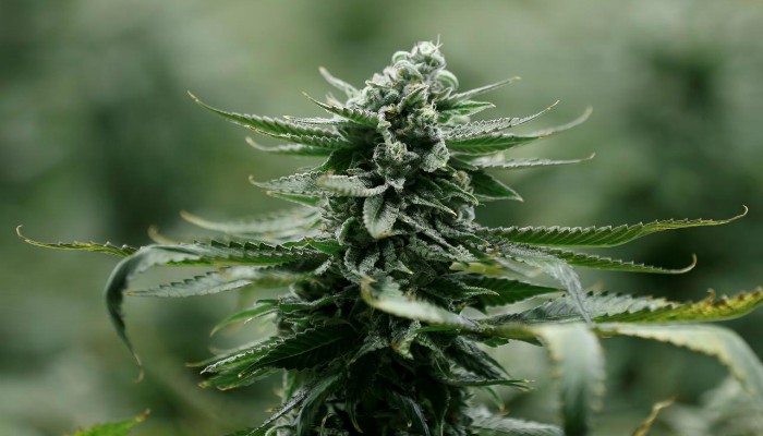 Canada legalises marijuana for recreational use
