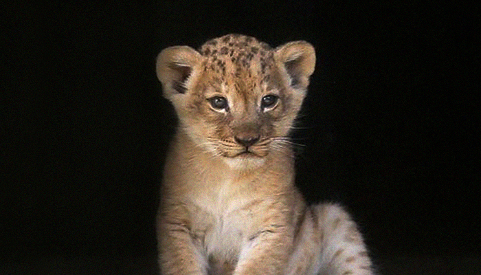 Police seize lion cub from Paris suburb apartment