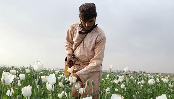 Afghan opium producers hit hard by drought in 2018