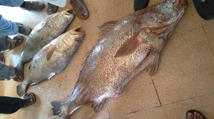 Rare fish found in Gwadar sold for Rs1 million 