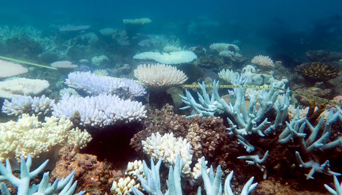 Biggest coral reseeding project launches on Great Barrier Reef