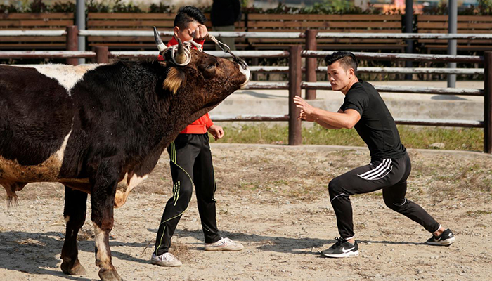 Enter the Bull: Fighters mix kung fu and bullfighting in China