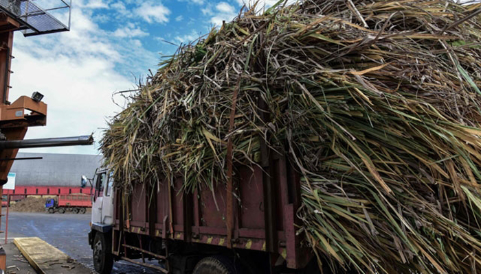 In Mauritius, sugar cane means money, renewable energy