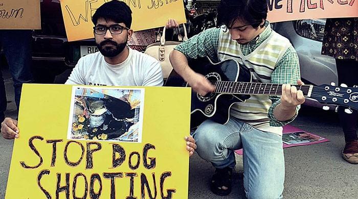 Can these animal rights activists win their fight against cruel killing of stray dogs?