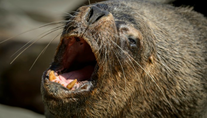 Protected Chilean sea lions are the 'enemy' of fishermen
