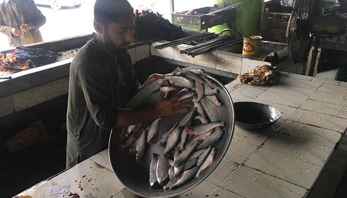 Khyber Pakhtunkhwa’s Sher Mahi fish is dying out 