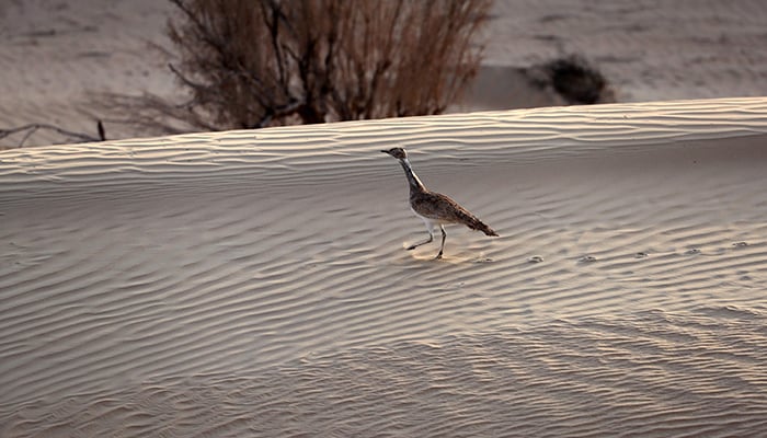 Is there no saving the Houbara Bustard?