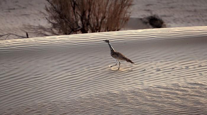 Is there no saving the Houbara Bustard?