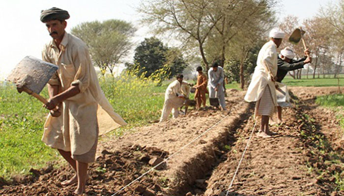 Consecutive rain spells to help produce bumper crops