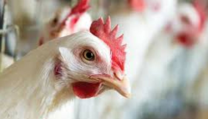 Man accused of stealing hens languishes in Adiala prison for a year