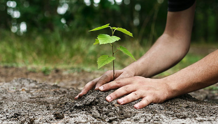 1.2 million trees to be planted in Balochistan this year: CM