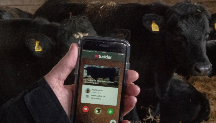 'Tinder for cows' matches livestock in the mood for love