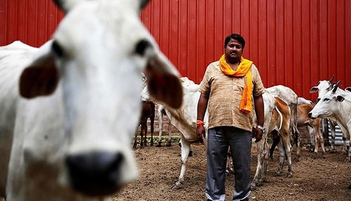 44 killed in cow-related violence in India, BJP complicit: HRW report