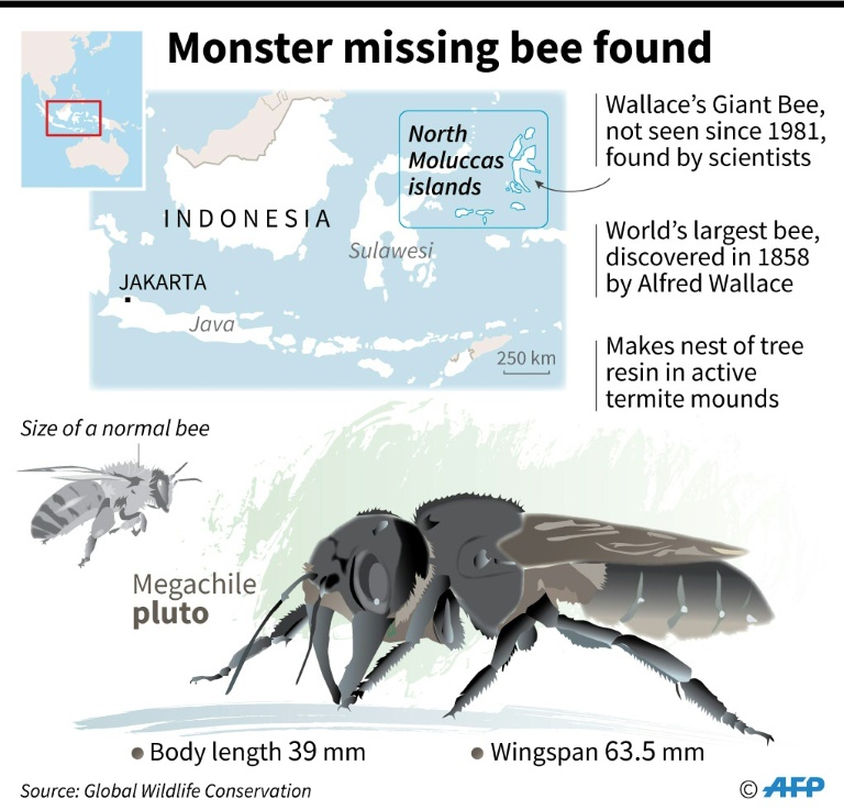 'Flying bulldog': world's largest bee refound