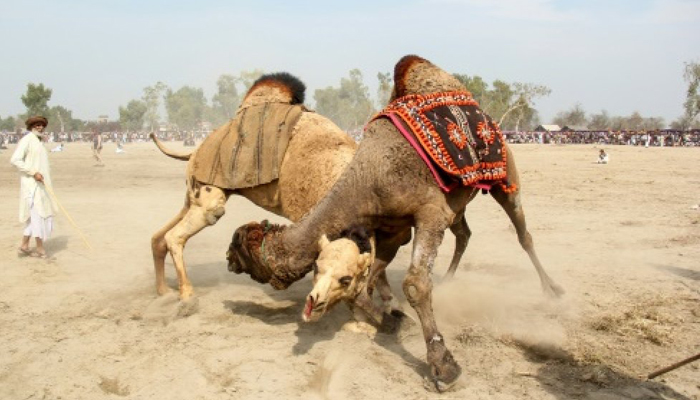 Camel Fighting Persists In Pakistan Despite Ban Camel Fighting Persists In Pakistan Despite Ban