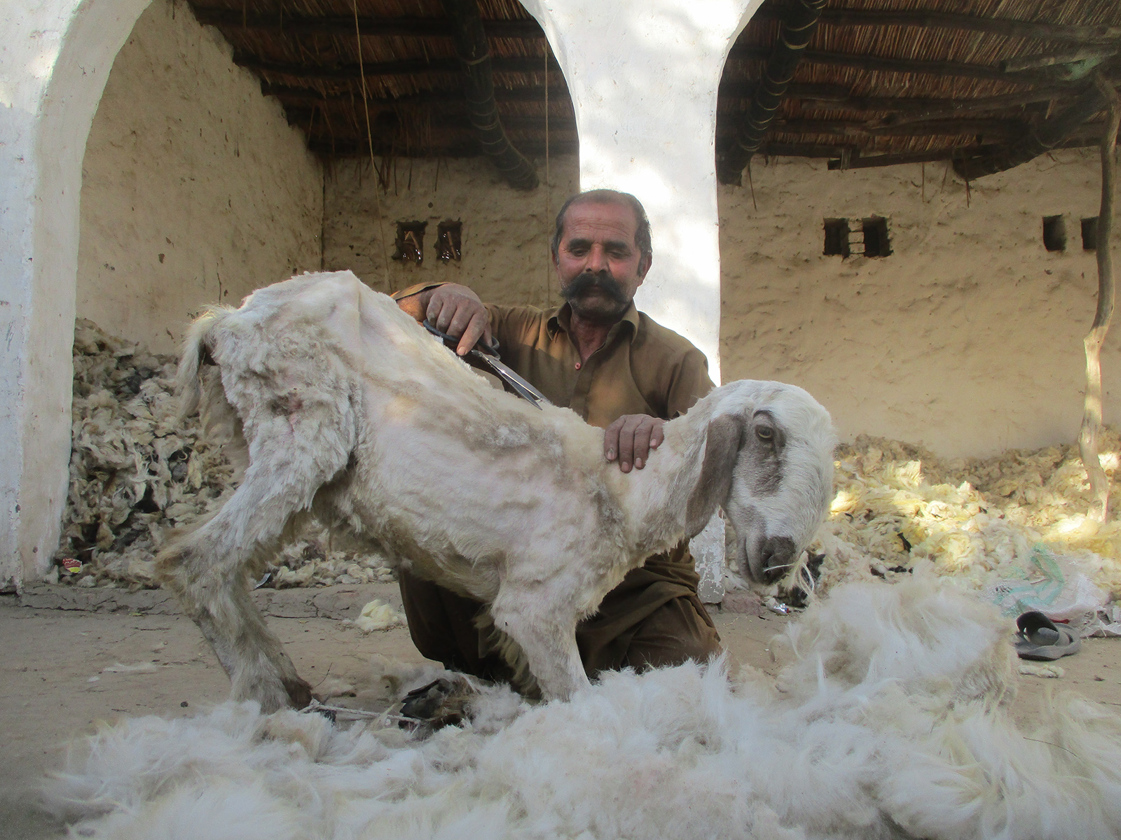 Meghwar is  busy shearing a sheep