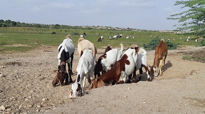 Living with drought in Sindh’s white desert