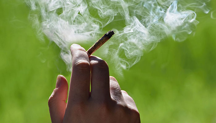 High potency marijuana 'strongly linked' to psychosis: study