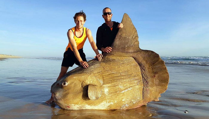 Boulder-sized sunfish washes ashore in Australia