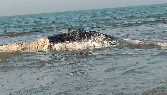 Whale found dead on Gwadar coast, cause of death unknown