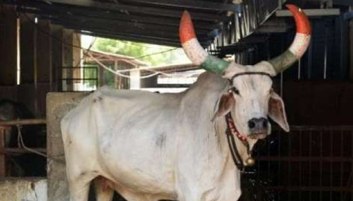 Man killed in new cow lynching in India