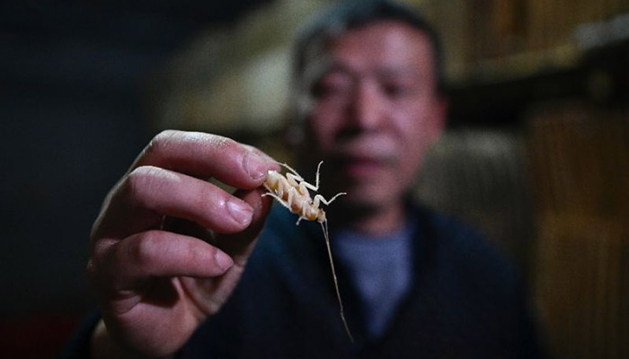 Papa roach: Chinese farmer breeds bugs for the table