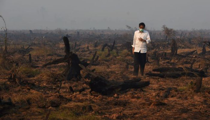 Tropical forest the size of England destroyed in 2018: report