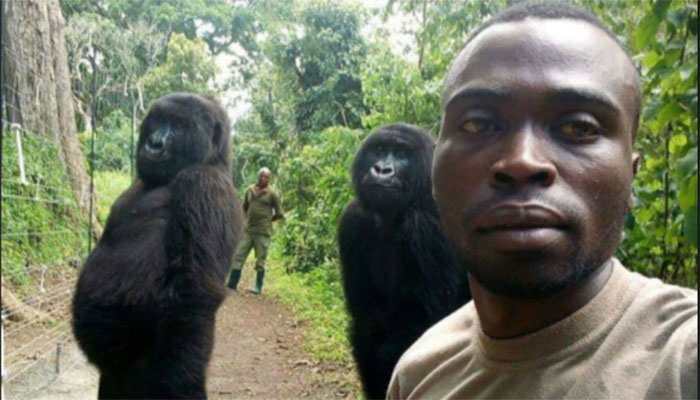 Picture perfect — Congo ranger's gorilla selfie goes viral