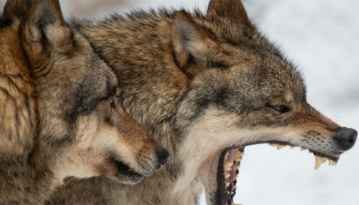 Who's a Good Boy? Wolves, not dogs, apparently