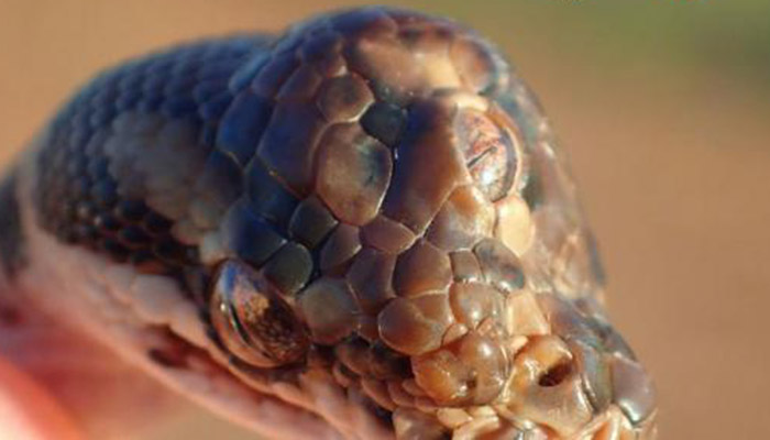 Rangers find three-eyed snake in Australia's Humpty Doo