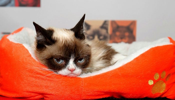 Grumpy Cat, whose scowl launched a million memes, dies age 7