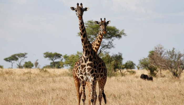 Lightning kills two giraffes in US park