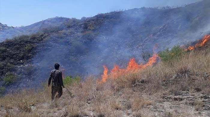 Over 100,000 trees burnt down in Khyber Pakhtunkhwa wildfires: officials