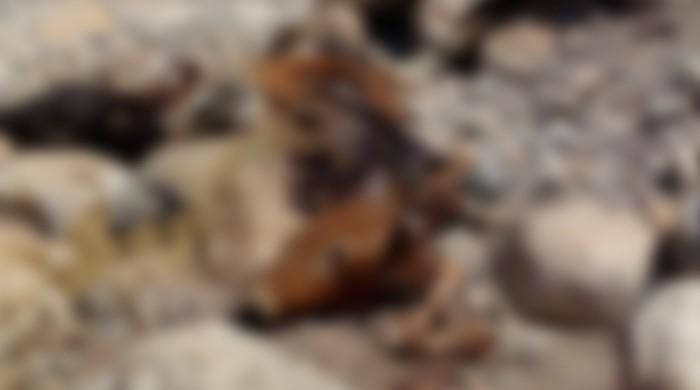 Ahead of Eid-ul-Azha, anthrax epidemic in Kurram leaves dozens of cows dead